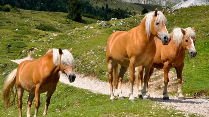 haflinger gzl